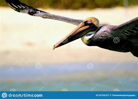 Eastern Brown Pelican stock image. Image of pelican - 257932377