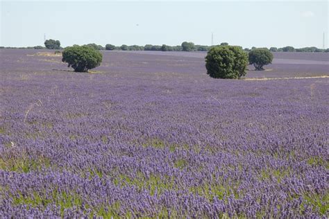 Lavandas Flores Campo De Lavanda Foto Gratis En Pixabay Pixabay