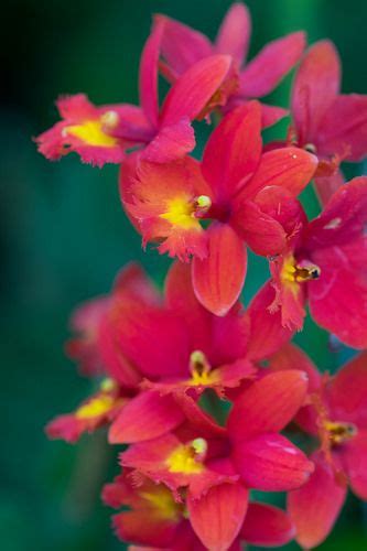 Beautiful Orchids In Kuching Orchid Park