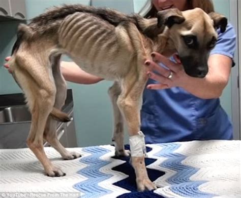 Incredible Recovery Of Angel The Dog Who Was Discovered Starving