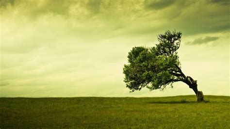 Windy Tree Wallpaper 44374 - Baltana