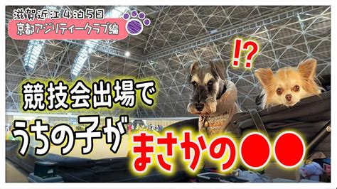 【滋賀近江への車中泊の旅・アジリティー編】たくととかのんが挑戦！初の関西遠征で大会に出場したらまさかの結果に！【京都アジリティークラブ