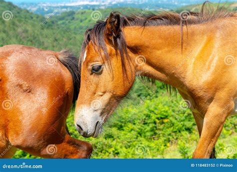 Horse Rump Stock Photos - Download 141 Royalty Free Photos