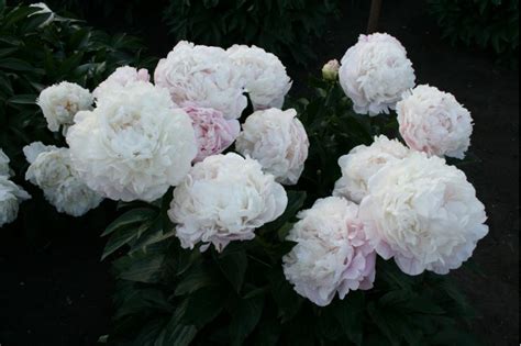 Peo.LT Bijūnai+ | Bijūnas "CORINNE WERSAN" nuo 09 mėn. | Kokybiškos ...