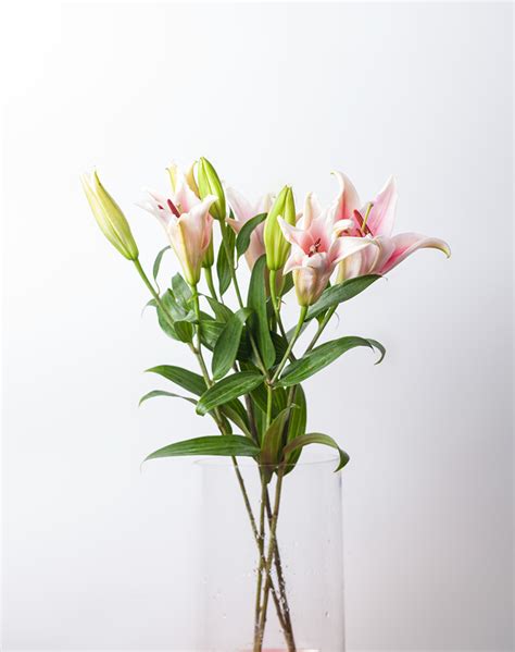 5 Long Lasting Flowers You Can Buy at The Grocery Store