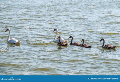 Un Par De Cignus Mudos Nadando En Un Lago Con Su Beb Reci N Nacido