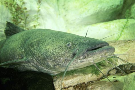 Fishing for Flathead Catfish: Technique, Locations, Gear, and More - Wide Open Spaces