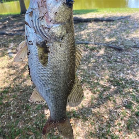 ᐅ Crescent Lake fishing reports🎣• St. Petersburg, FL (United States ...