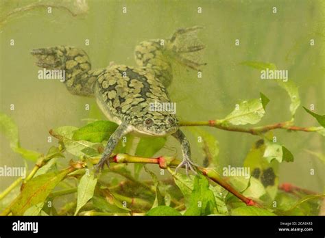 African clawed frog (Xenopus laevis, also known as the xenopus, African ... 