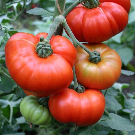 Round Tomato 'Marmande' | Solanum lycopersicum | De Bolster Organic Seeds