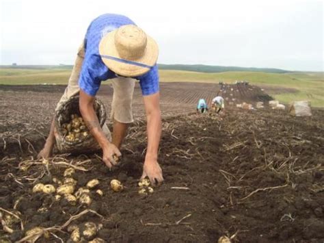 Como Plantar Batatas 8 Passos Em 2020 Como Plantar Batata