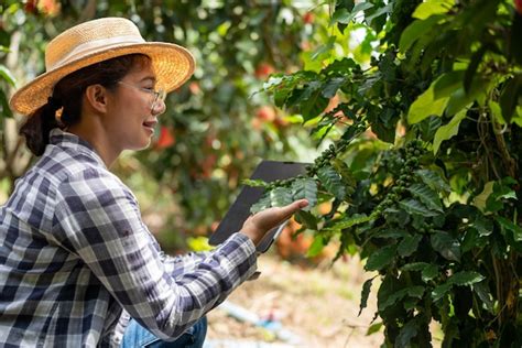 Premium Photo Woman Farmer Check Arabica Coffee Beans With Tablet