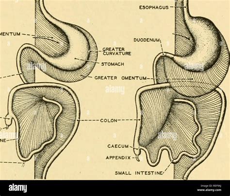 Omentum Stock Photos And Omentum Stock Images Page 3 Alamy