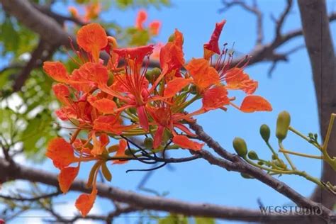 50 Semillas Delonix Regia flamboyán O Tabachín Toto 198 en Culiacán