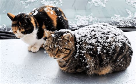 Building Winter Shelters For Community Cats Alley Cat Advocates