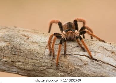 Megaphobema Robustum Known Colombian Giant Tarantula Stock Photo ...