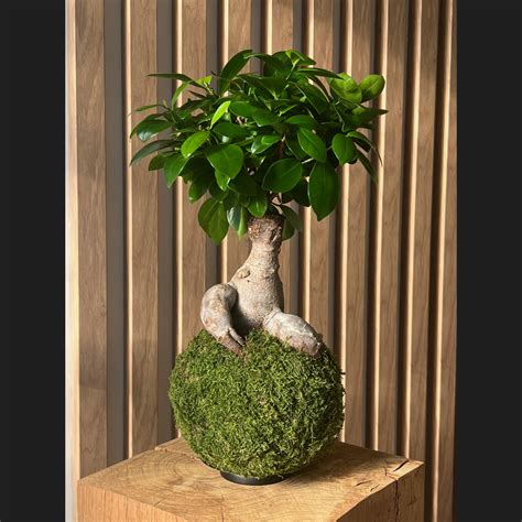 Oh My Green Kokedama Ficus Ginseng Taille M