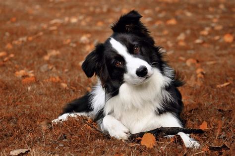 Is the Border Collie the Canine Companion for You? | LoveToKnow Pets