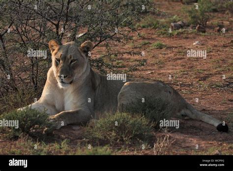 Lioness With Ears Back Hi Res Stock Photography And Images Alamy