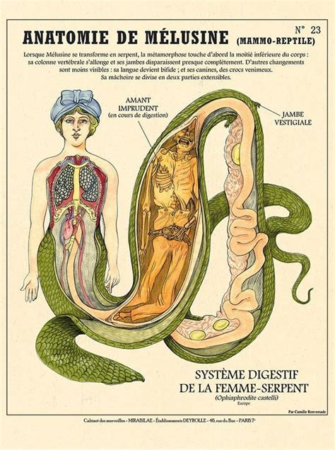 ANATOMIE de MÉLUSINE Femme serpent Affiche cabinet de curiosités