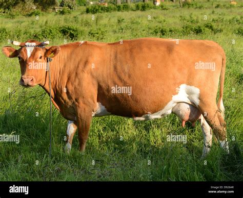 Guernsey Cow Stock Photo - Alamy