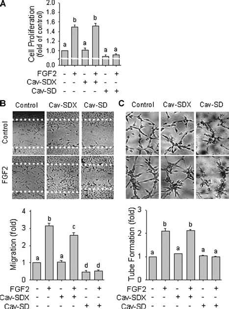 Effects Of Caveolin Scaffolding Domain Cav Sd Peptides On