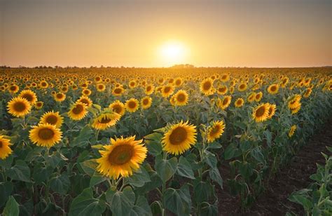 Premium Photo | Meadow of sunflower at sunset