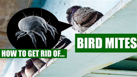 How To Get Rid Of Bird Mites Guaranteed 3 Easy Steps Youtube