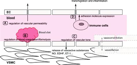 Overview Of The Major Physiological Functions Of The Arterial