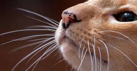 Bigotes De Los Gatos ¿para Qué Sirven Y Por Qué Nunca Debe Cortarlos