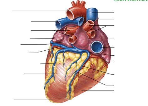 Posterior View Of Heart Diagram Quizlet