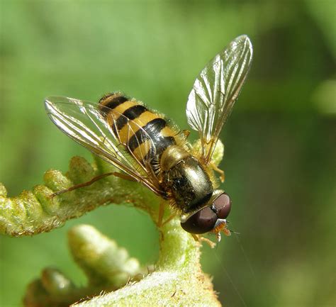 Epistrophe Nitidicollis Male Staverton Park Suffolk 201 Flickr