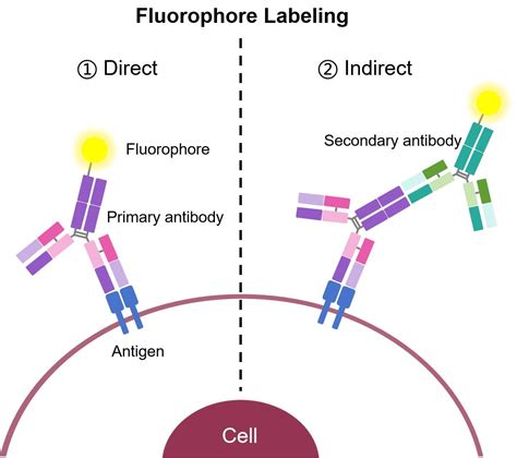 Flow Cytometry Creative Biolabs