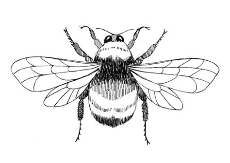 Free Bumble Bee Outline, Download Free Bumble Bee Outline png images, Free ClipArts on Clipart ...