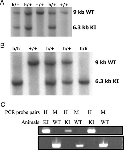 The Human Specific Ccr1 Antagonist Cp 481 715 Inhibits Cell