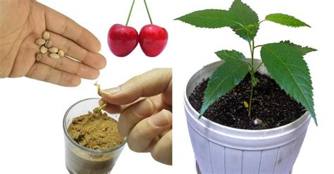 grow  cherry tree  home starting   fruit