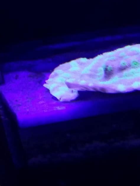 High Calcium And Magnesium Reef2reef