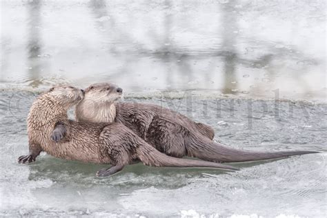 River Otters Playing – Tom Murphy Photography