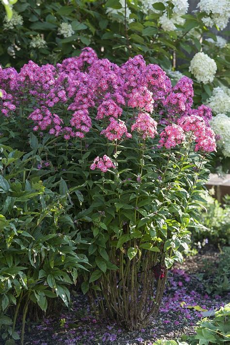 Phlox Paniculata Eva F Rster Bild Kaufen Image