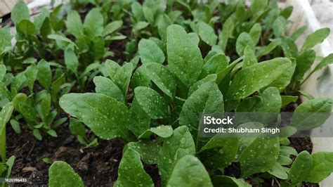 Close Top View Showing Fresh Green Leafy Vegetable Palak Spinach Plants