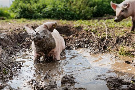 Pig In Mud Stock Photos Pictures And Royalty Free Images Istock