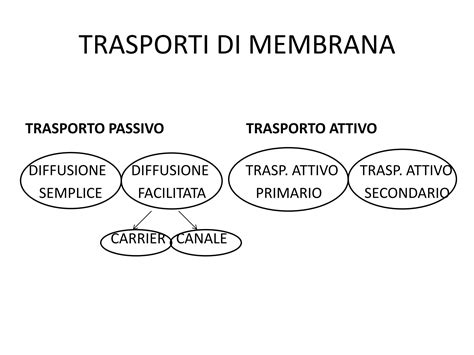 Solution Membrana Plasmatica E Trasposrto Di Membrana Studypool