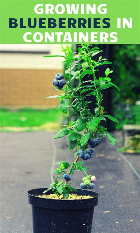 10 Steps To Growing Blueberries In Containers In 2022