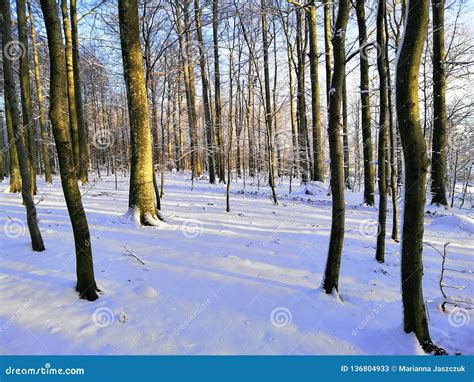 Beautiful Forest During Winter Sunbeams Filter Through The Trees