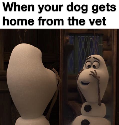 Let It Go Meme Dog