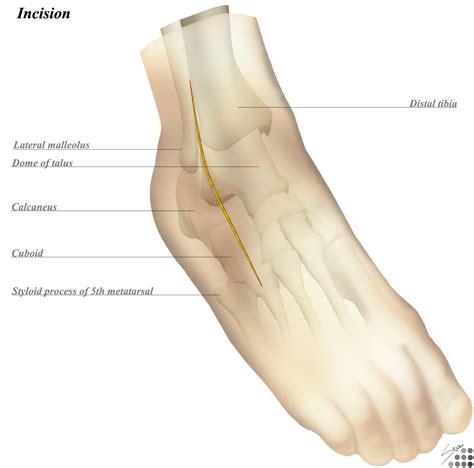 foot skin anatomy