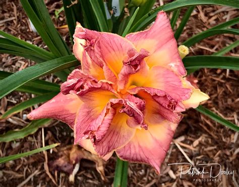 Diane Taylor Daylily Dooley Gardens