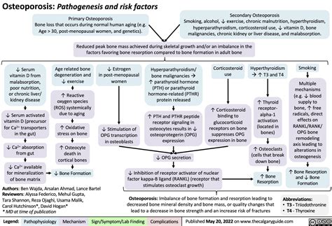 Osteoporosis: Pathogenesis and risk factors | Calgary Guide