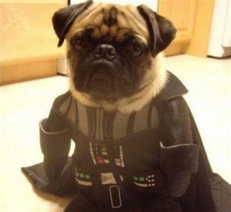 Fresh Pics: Crazy Halloween Costumes for Dogs