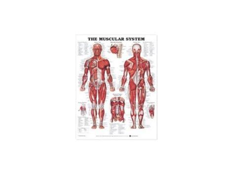 Human Muscular System Chart Muscular System Anatomy Poster